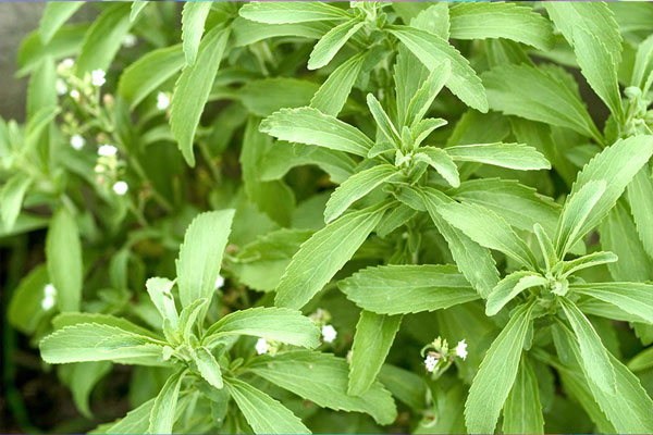 La Stevia, il dolcificante naturale 300 volte più dolce dello zucchero